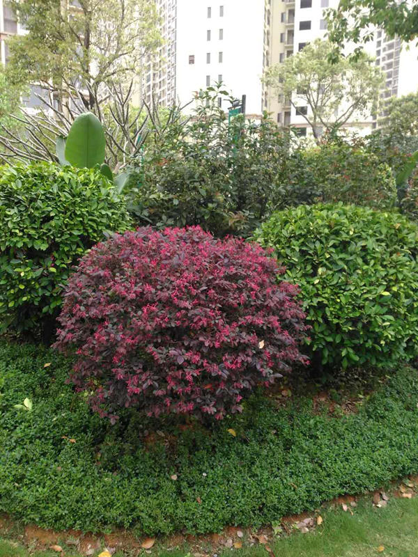 園林綠化養護安全知識是什么?