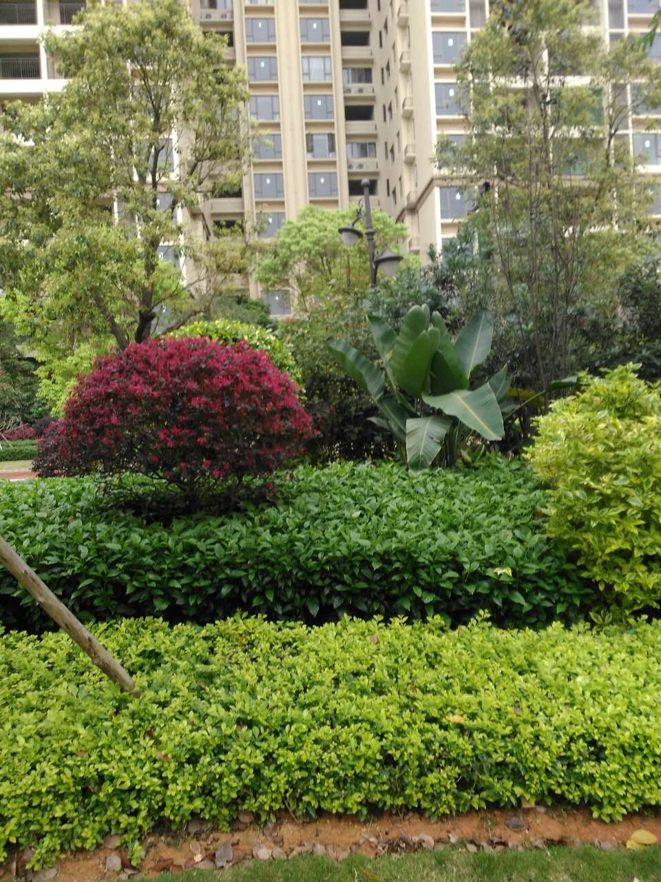 你的小區綠化是否存在這些問題?