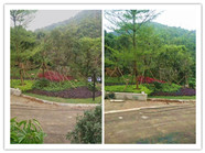 如何在短期內保護花草免受缺水之苦?