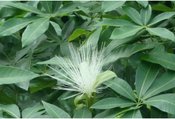 發(fā)財(cái)樹(shù)開(kāi)花后怎么辦？